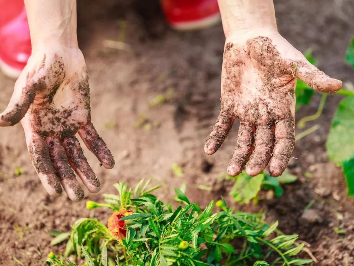 Du marc de café dans la terre ? Votre rosier fleurira comme jamais auparavant. - image 2
