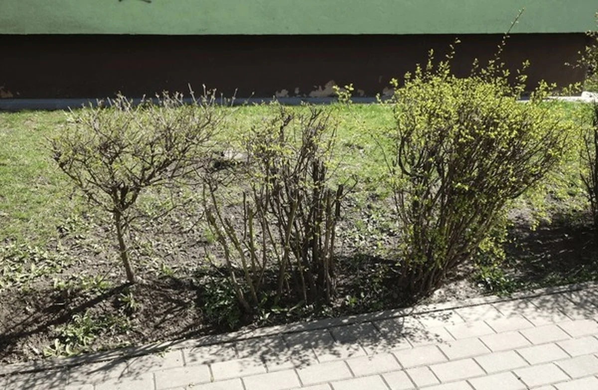 Les paysagistes vous supplient : ne taillez jamais vos arbustes de cette façon.