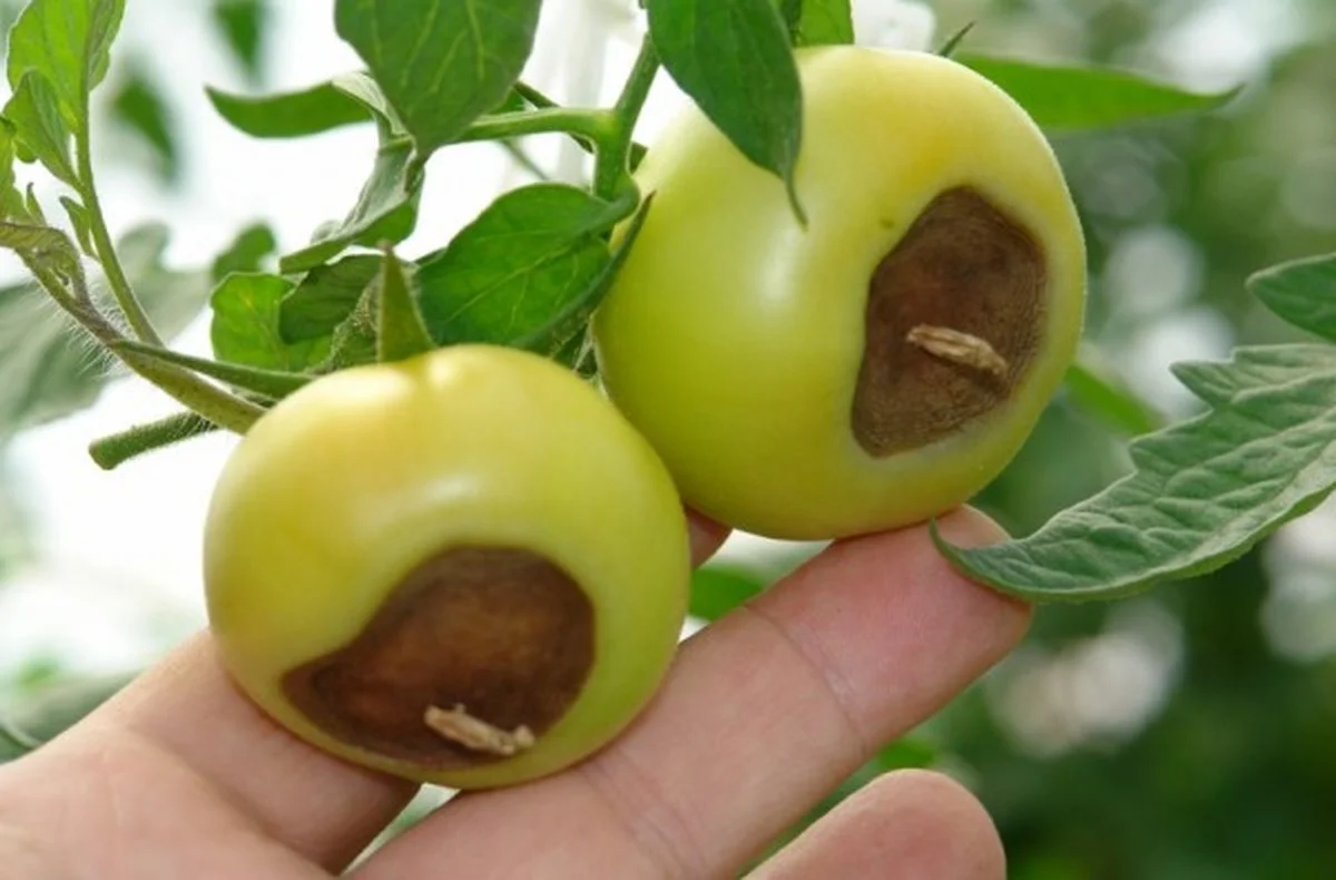 coquillesdufsda-gen-2.webp Coquilles d