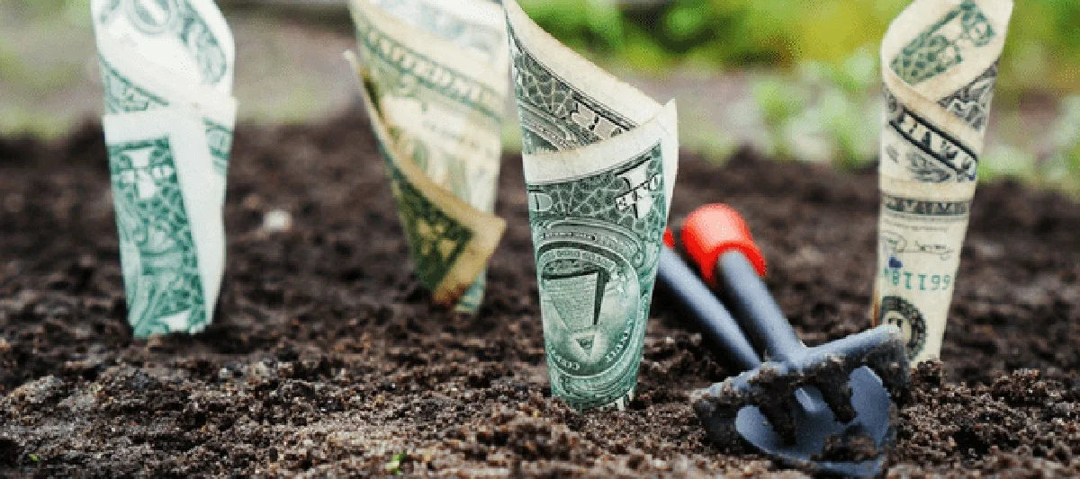 Des cendres de bois saupoudrées sur le potager ? Pourquoi les jardiniers économes adorent. - image 1