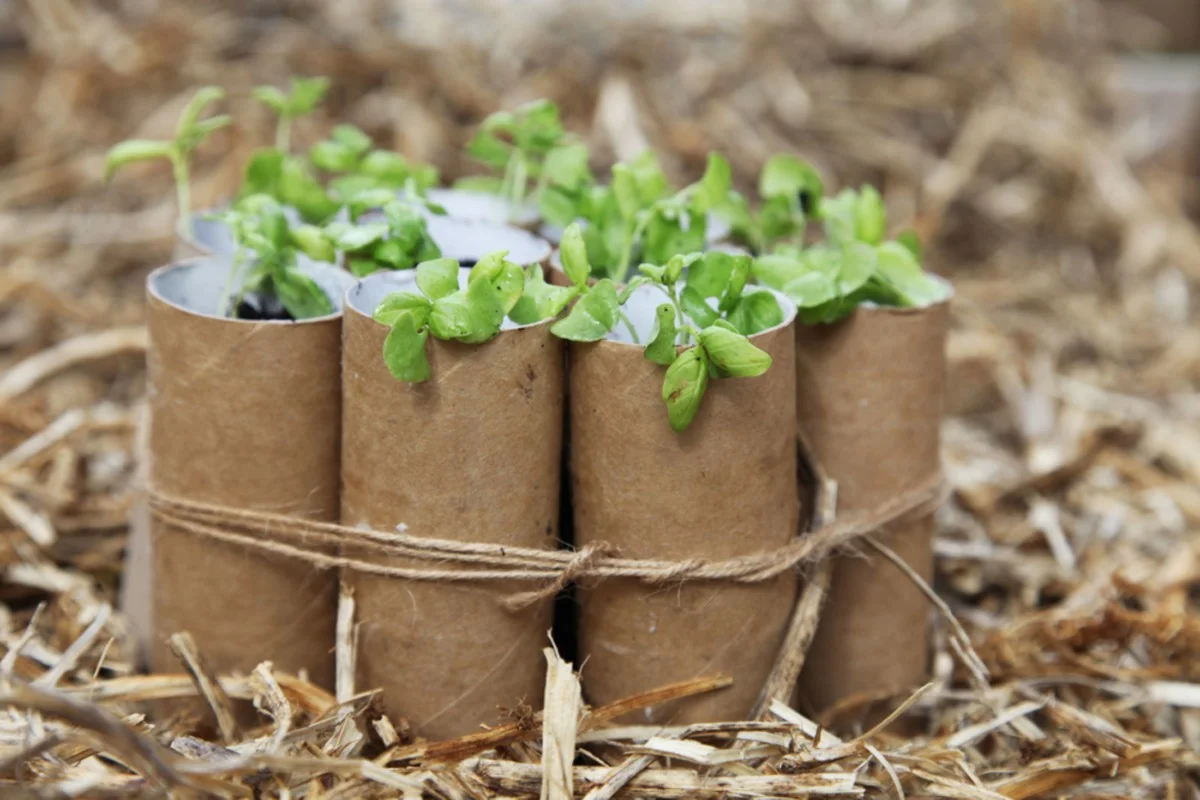 Cendres de bois dans le compost ? La méthode ancestrale qui revitalise votre jardin. - image 1