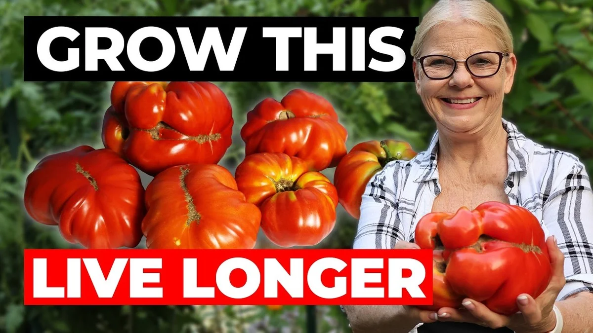 Les botanistes révèlent : la méthode secrète pour des tomates deux fois plus grosses et juteuses.