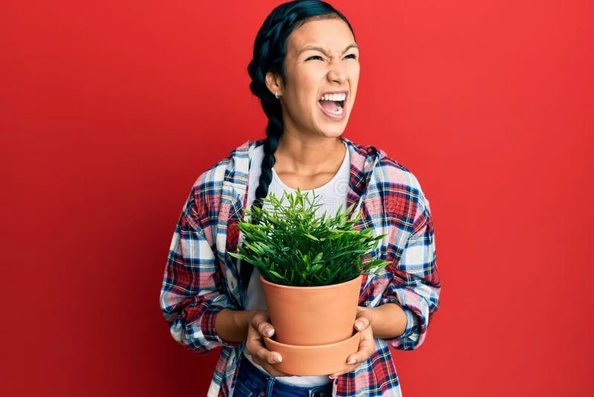 Les botanistes révèlent : la vraie raison pour laquelle vos orchidées meurent. - image 2