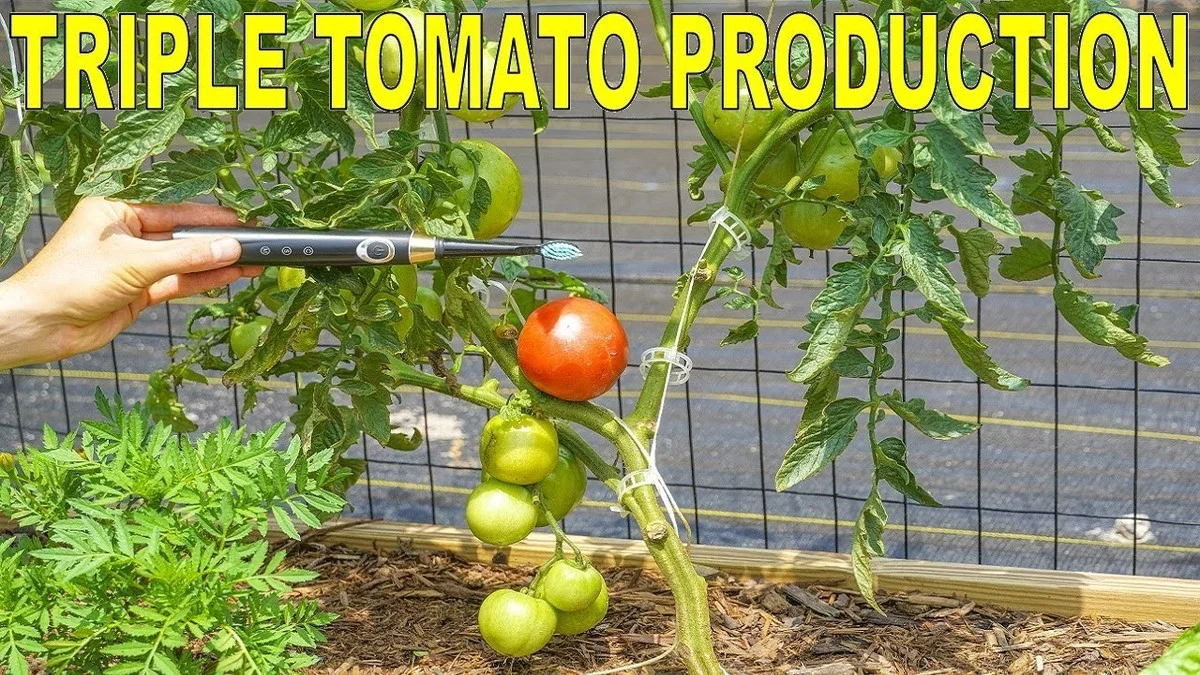 Une vieille brosse à dents pour polliniser les fleurs ? Cette technique étonnante augmente vos récoltes de 40%. - image 2