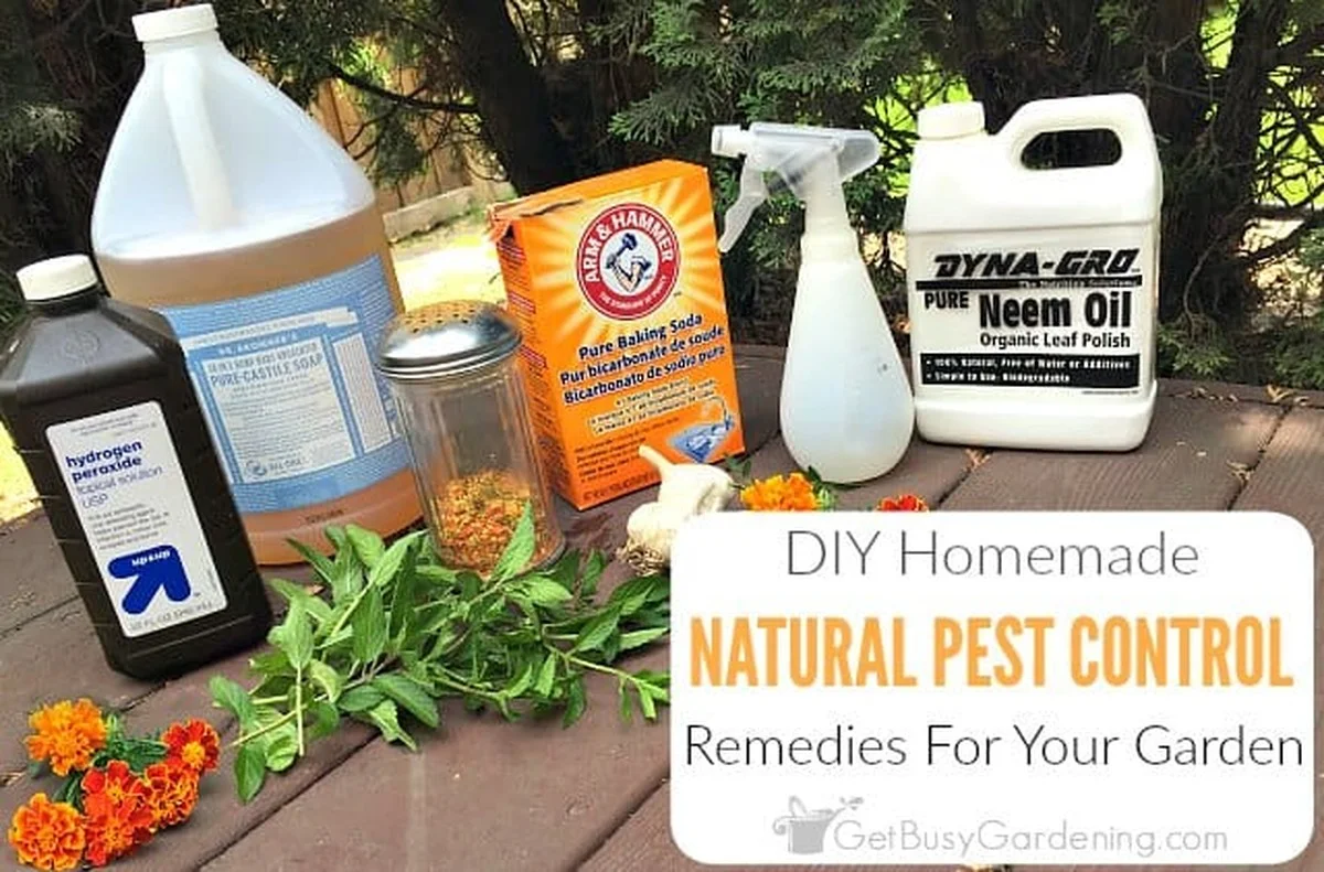 Le marc de café autour des rosiers ? La solution naturelle contre les pucerons. - image 2