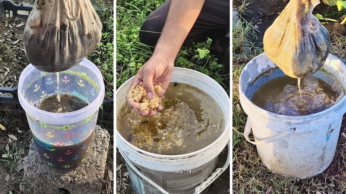 Du marc de café autour des rosiers ? Le secret d