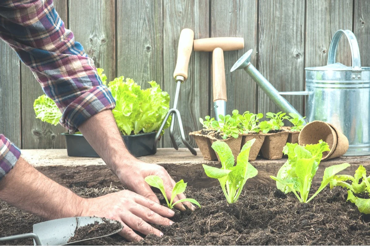 Des pelures de pommes de terre enterrées sous les rosiers ? Pourquoi les jardiniers professionnels adorent cette méthode ! - image 2