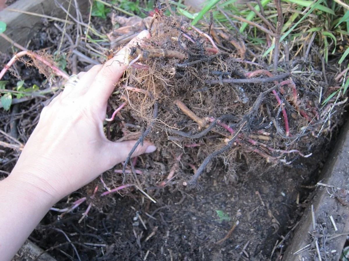 Les pépiniéristes vous supplient : ne plantez jamais ces aromates à côté des tomates. - image 2