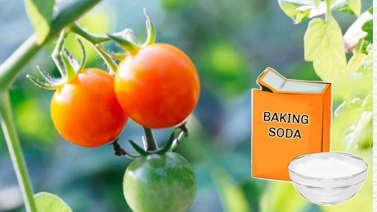 Du bicarbonate de soude sur vos tomates ? Le secret pour un goût 50% plus sucré !