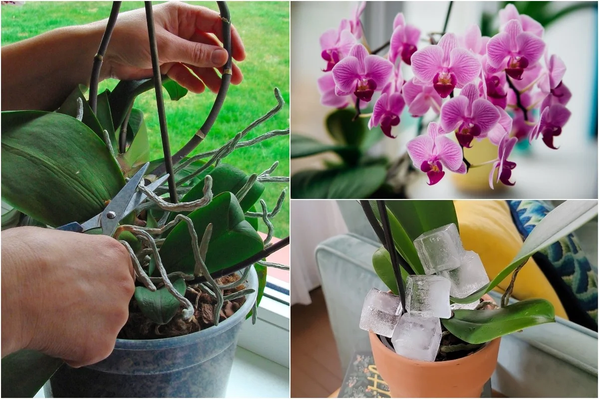 Les horticulteurs révèlent : l'erreur commune qui tue vos orchidées en 2 semaines.