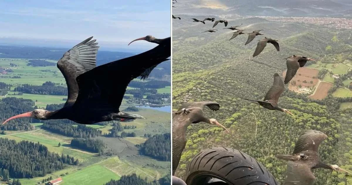 Une femme pilote un avion ultra-léger pour guider des oiseaux rares vers le sud - image 1