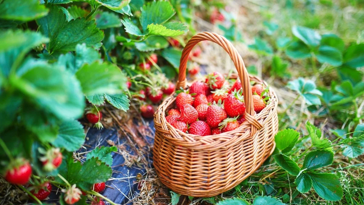 Du bicarbonate de soude sur vos fraisiers ? Voici pourquoi vos fraises seront plus sucrées. - image 1