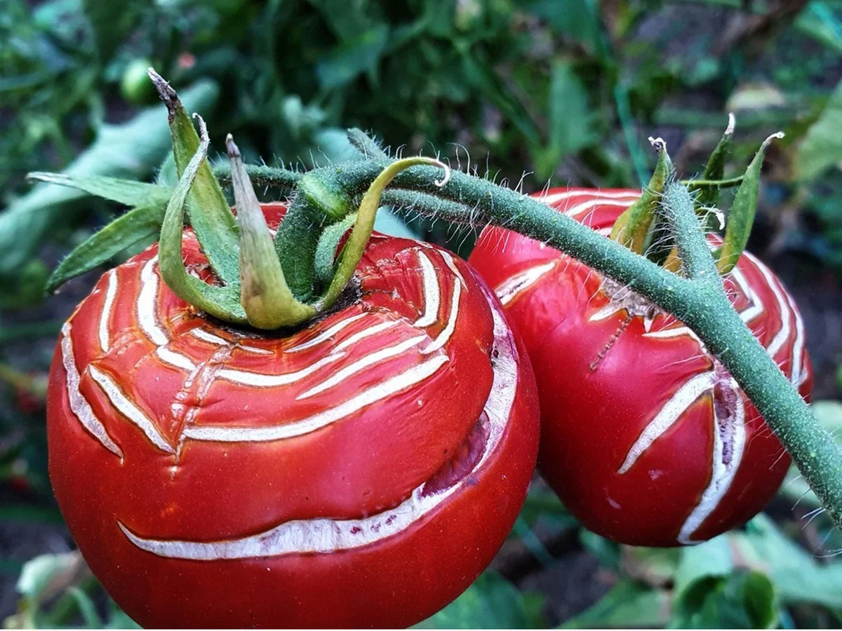 Les botanistes révèlent : le secret pour des tomates qui ne se fendillent jamais.