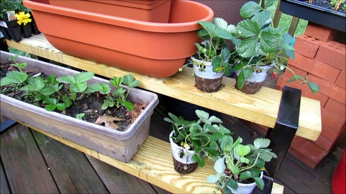 Du bicarbonate de soude sur vos fraisiers ? Pourquoi cela prévient 90% des maladies fongiques.