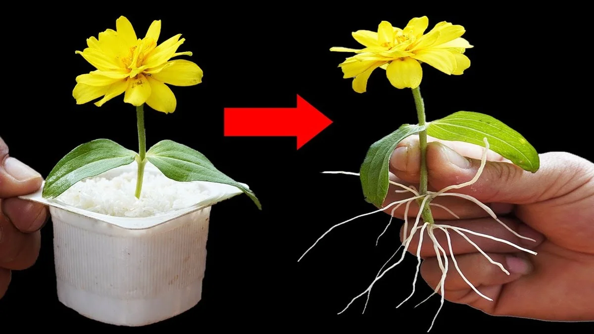 Des peaux de banane enterrées près des rosiers ? L