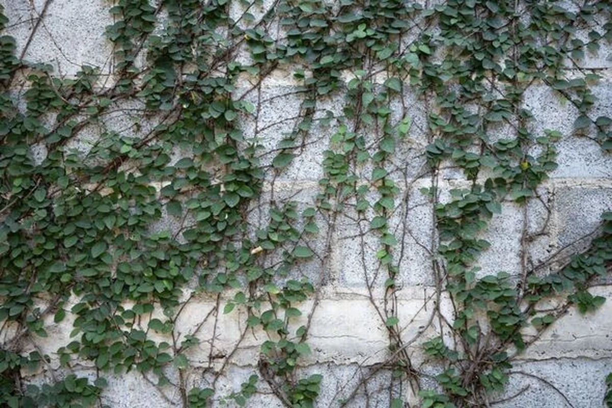 Les botanistes vous supplient : ne plantez jamais ces 3 arbustes près de votre maison.