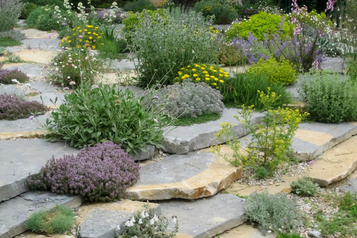 Jardinier professionnel révèle : l'erreur d'arrosage qui tue 80% des plantes méditerranéennes.