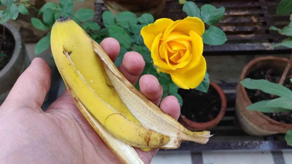 Des peaux de banane enfouies sous vos rosiers ? Découvrez pourquoi les fleuristes adorent cette méthode.